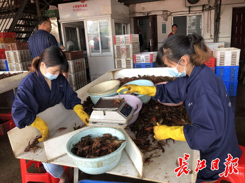 武漢白沙洲農副產品大市場 日批發百噸龍蝦，引領“撮蝦子”潮流